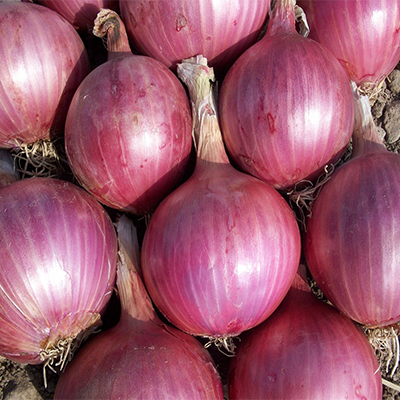 SAQJA EXPORT IMPORT